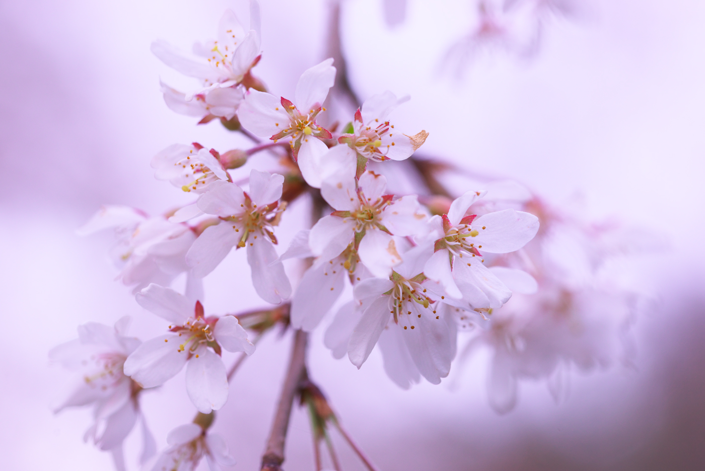 f:id:ponkichi787:20150401201953j:plain f:id:ponkichi787:20150401201953j:plain