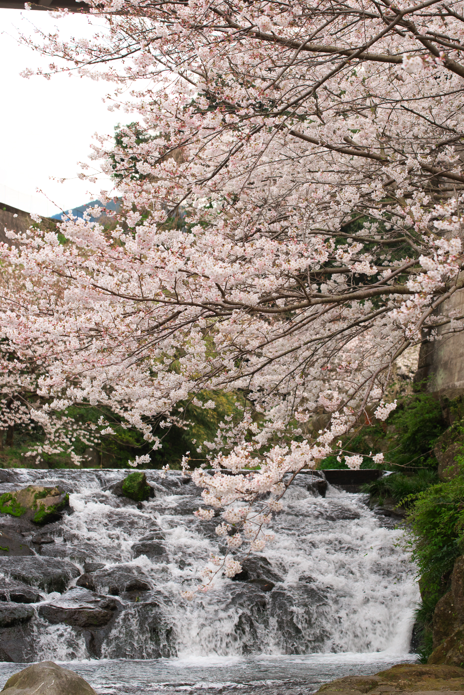 f:id:ponkichi787:20150401201954j:plain f:id:ponkichi787:20150401201954j:plain