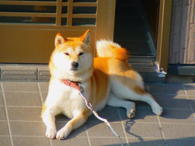 f:id:ponkotukko:20140420112240j:plain f:id:ponkotukko:20140420112240j:plain