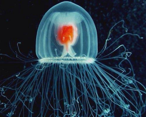 f:id:ponkotukko:20140602191019j:plain f:id:ponkotukko:20140602191019j:plain