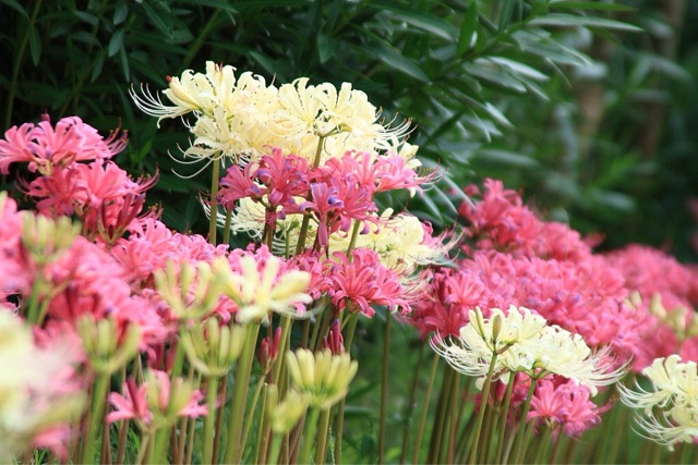 f:id:ponkotukko:20140801190935j:plain f:id:ponkotukko:20140801190935j:plain