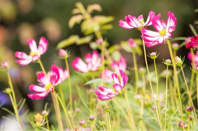 f:id:ponkotukko:20141014231505j:plain f:id:ponkotukko:20141014231505j:plain