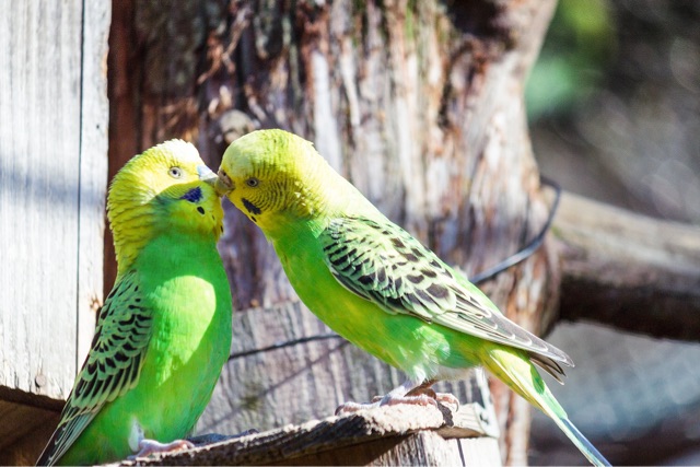 f:id:ponkotukko:20150416160242j:plain f:id:ponkotukko:20150416160242j:plain