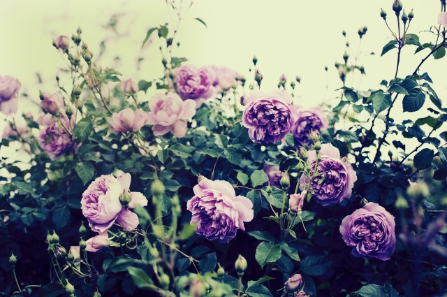 f:id:ponkotukko:20150529232418j:image f:id:ponkotukko:20150529232418j:image