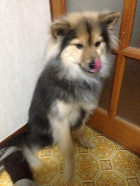 f:id:ponsan:20130215235246j:plain f:id:ponsan:20130215235246j:plain
