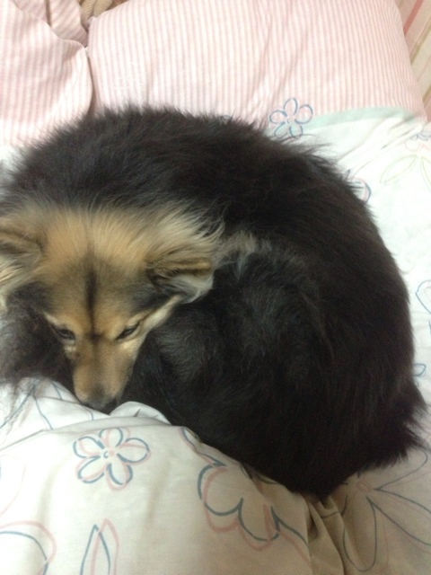 f:id:ponsan:20130225232101j:plain f:id:ponsan:20130225232101j:plain