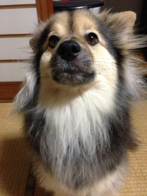 f:id:ponsan:20130525182535j:plain f:id:ponsan:20130525182535j:plain