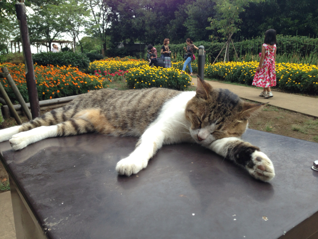 f:id:ponsan:20130824230047j:plain f:id:ponsan:20130824230047j:plain