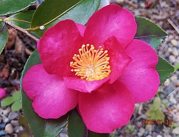 f:id:ponyoponyokun:20160112231326j:image f:id:ponyoponyokun:20160112231326j:image