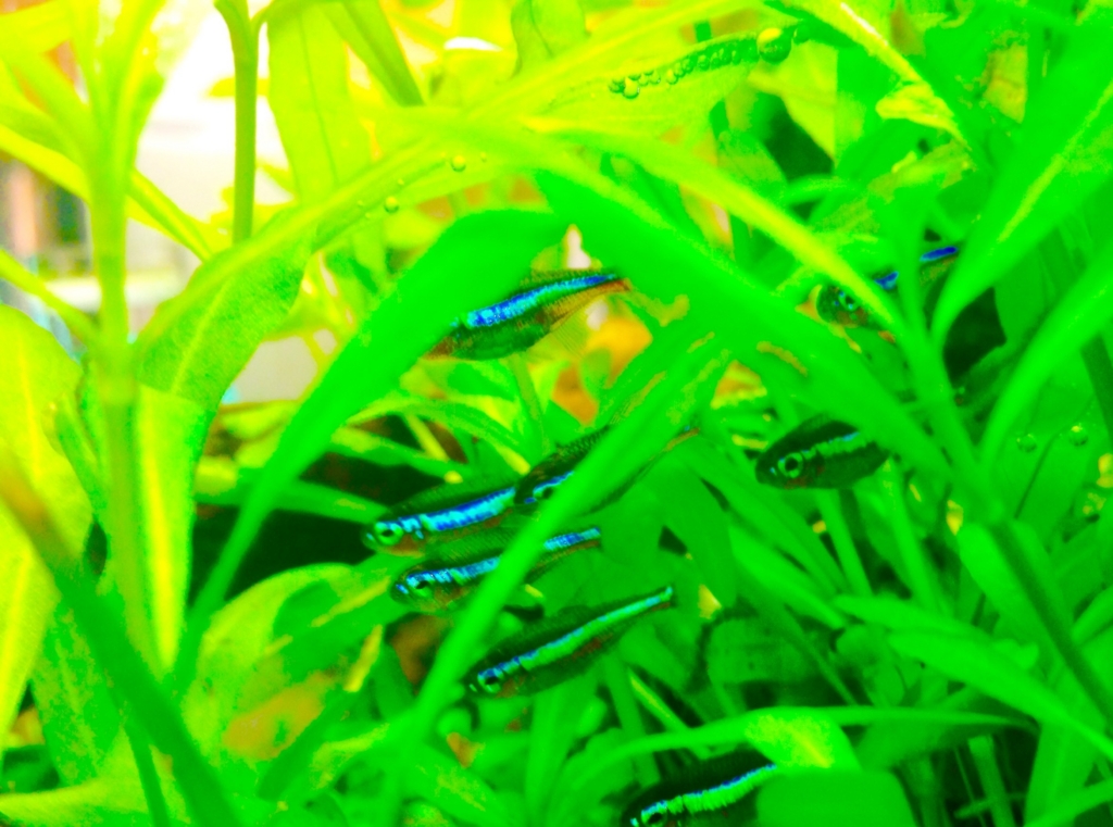 f:id:poor-aqua:20151204052506j:plain f:id:poor-aqua:20151204052506j:plain