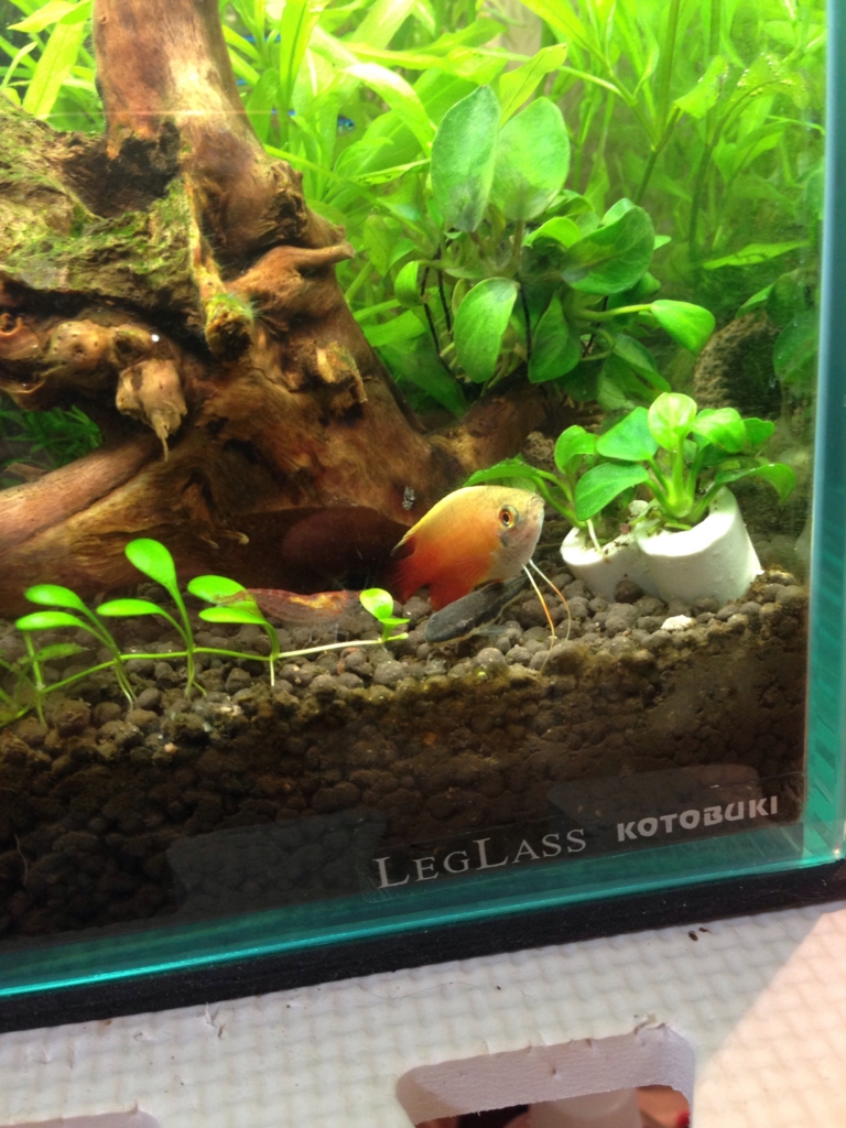 f:id:poor-aqua:20151204053059j:plain f:id:poor-aqua:20151204053059j:plain