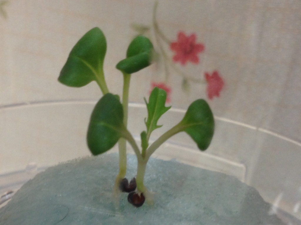 f:id:poor-aqua:20160128180859j:plain f:id:poor-aqua:20160128180859j:plain