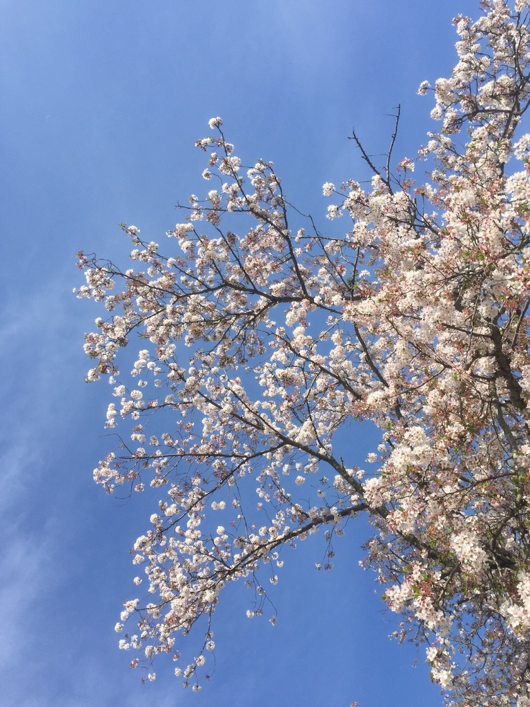 f:id:pooteen:20160412005710j:image f:id:pooteen:20160412005710j:image