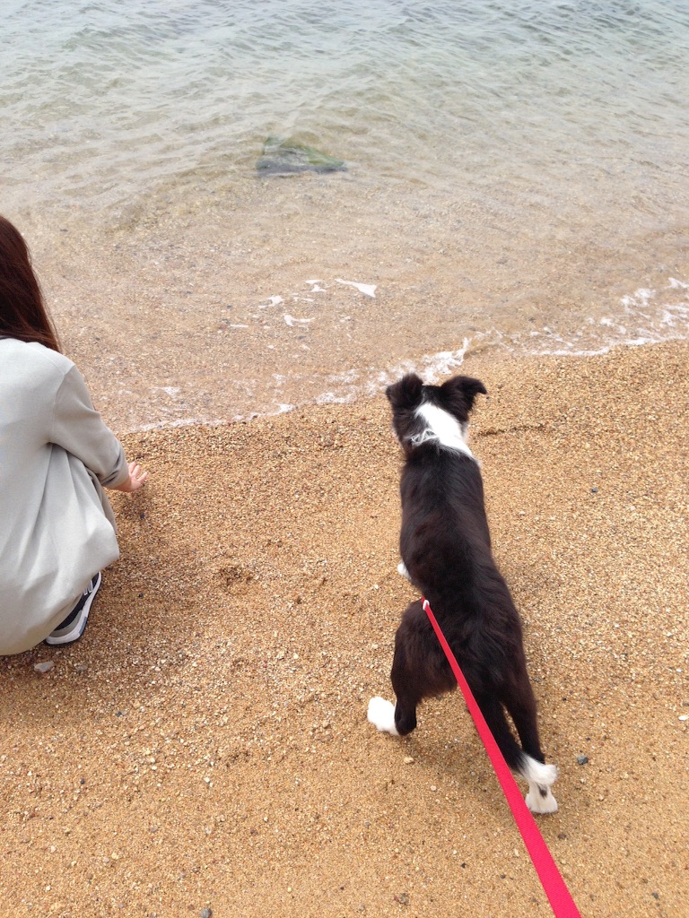f:id:popo330tama:20160425135959j:image f:id:popo330tama:20160425135959j:image