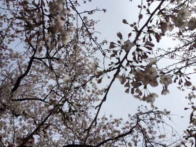 f:id:popocoring:20150328200754j:plain f:id:popocoring:20150328200754j:plain