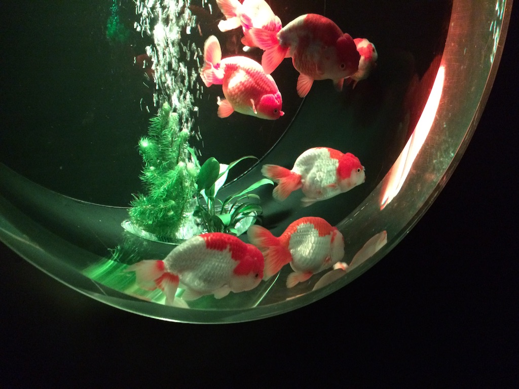 f:id:popocoring:20150722100422j:image f:id:popocoring:20150722100422j:image