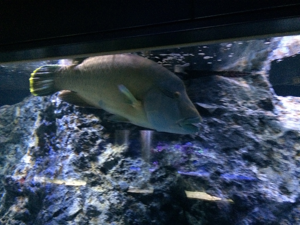 f:id:popocoring:20150908220109j:image f:id:popocoring:20150908220109j:image