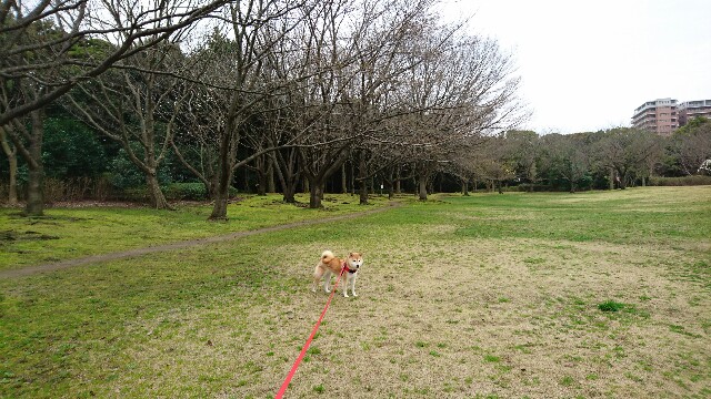 f:id:poporigoto:20160320212453j:image f:id:poporigoto:20160320212453j:image