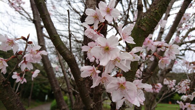 f:id:poporigoto:20160320212833j:image f:id:poporigoto:20160320212833j:image