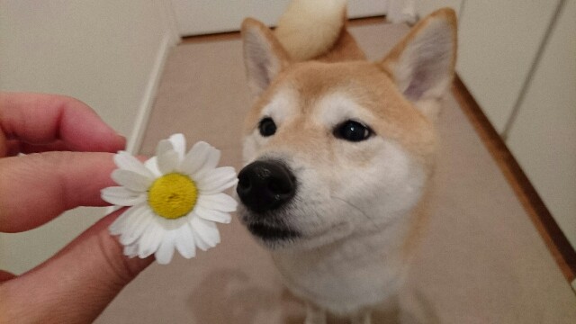 f:id:poporigoto:20160417190411j:image f:id:poporigoto:20160417190411j:image
