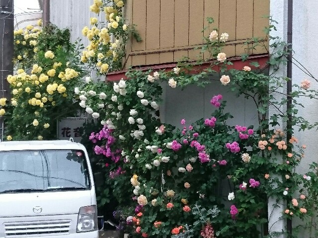 f:id:poporigoto:20160519221024j:image f:id:poporigoto:20160519221024j:image