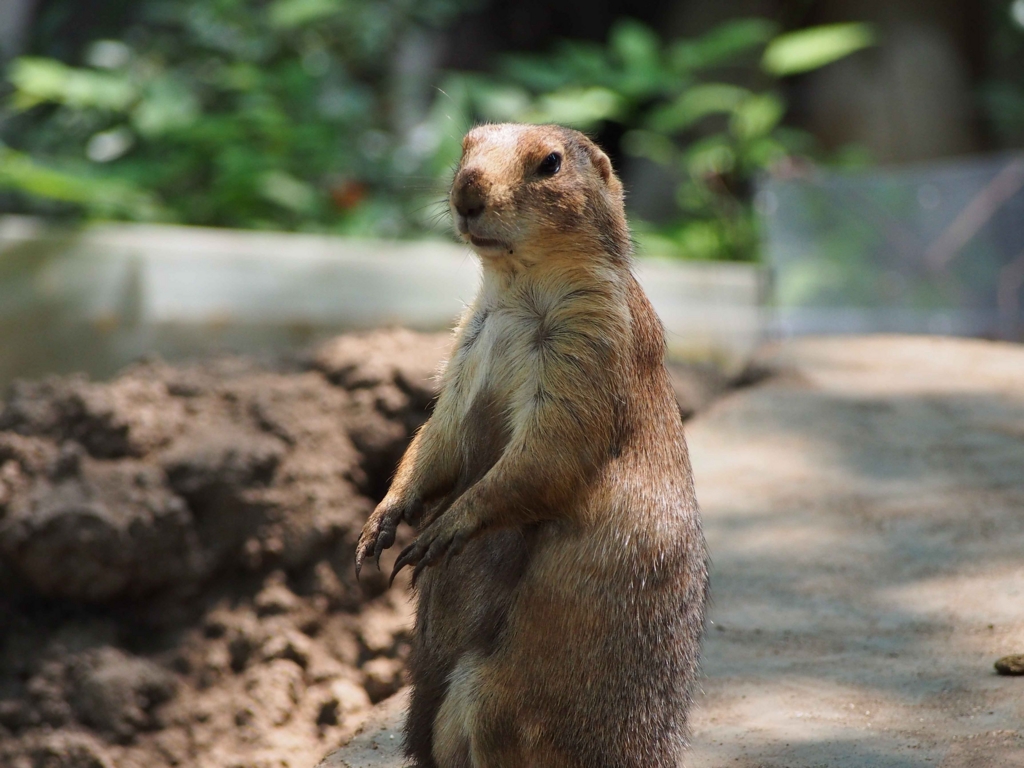 好きな動物は何かって聞かれてなんて答える？ 妄想理論日記