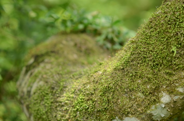 f:id:porimern:20140601124009j:image f:id:porimern:20140601124009j:image