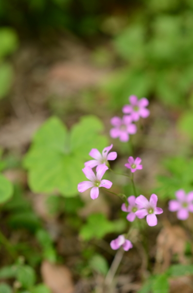 f:id:porimern:20140601124424j:image f:id:porimern:20140601124424j:image