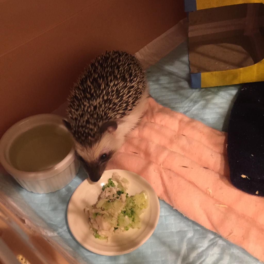 f:id:poteharibo:20151112100628j:image f:id:poteharibo:20151112100628j:image