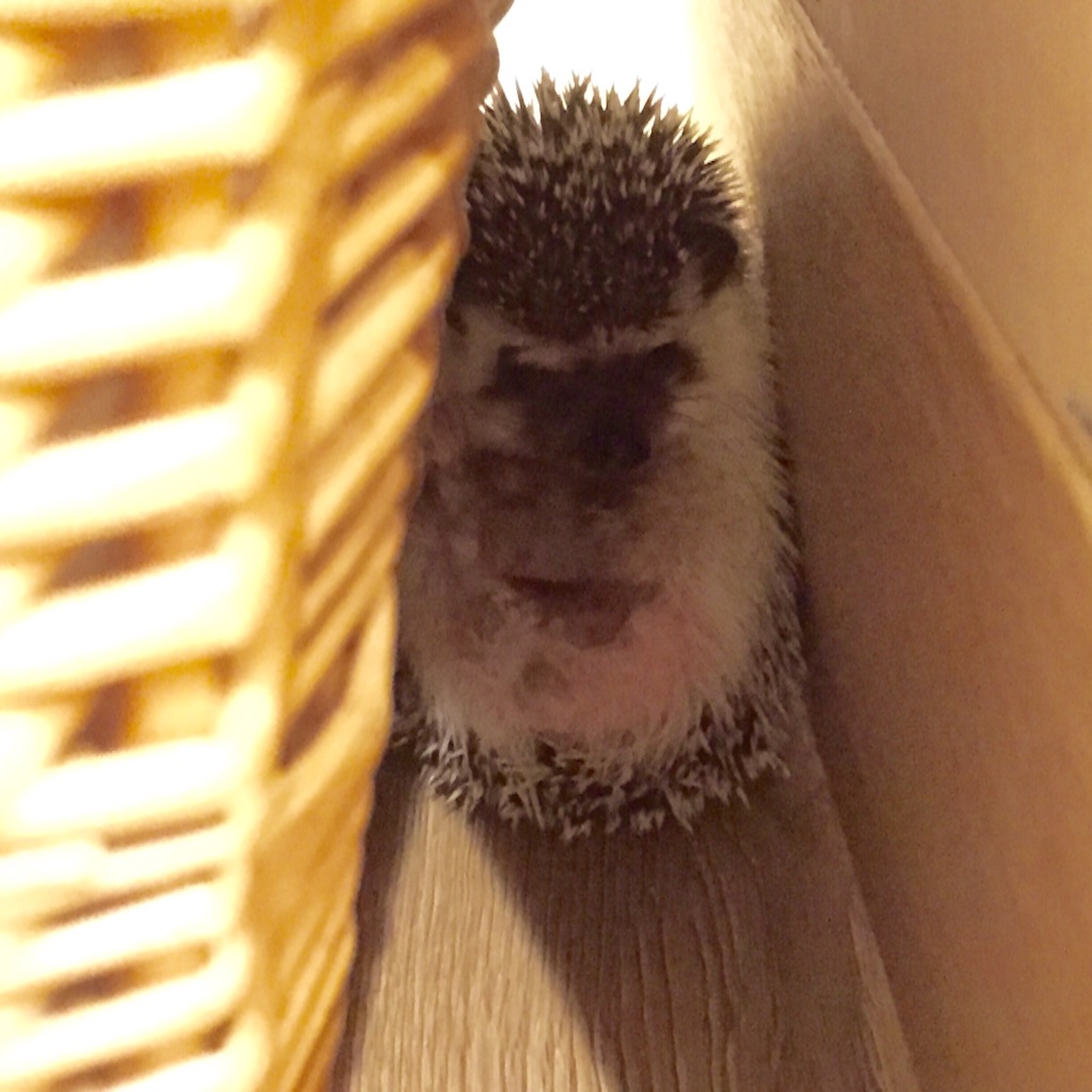 f:id:poteharibo:20151114123340j:image f:id:poteharibo:20151114123340j:image
