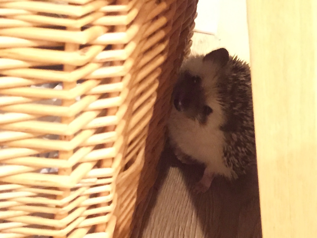 f:id:poteharibo:20151114123906j:image f:id:poteharibo:20151114123906j:image