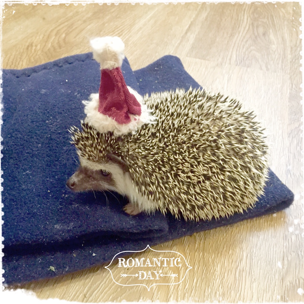 f:id:poteharibo:20151225100554j:image f:id:poteharibo:20151225100554j:image
