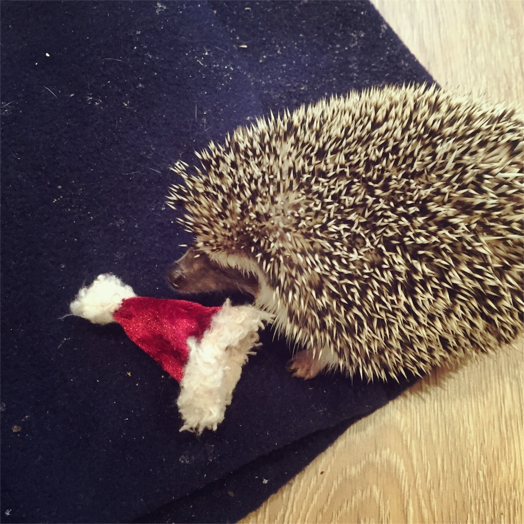 f:id:poteharibo:20151225100601j:image f:id:poteharibo:20151225100601j:image