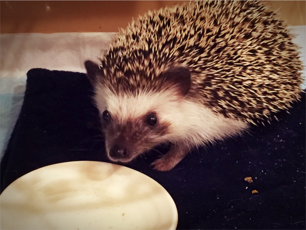 f:id:poteharibo:20160121102655j:image f:id:poteharibo:20160121102655j:image