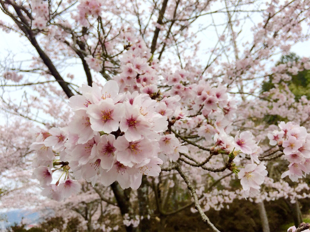 f:id:poteharibo:20160406122841j:image f:id:poteharibo:20160406122841j:image