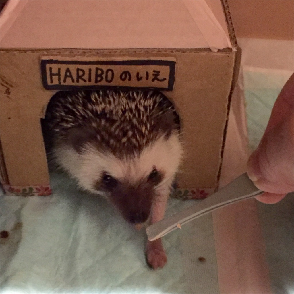 f:id:poteharibo:20160421215557j:image f:id:poteharibo:20160421215557j:image