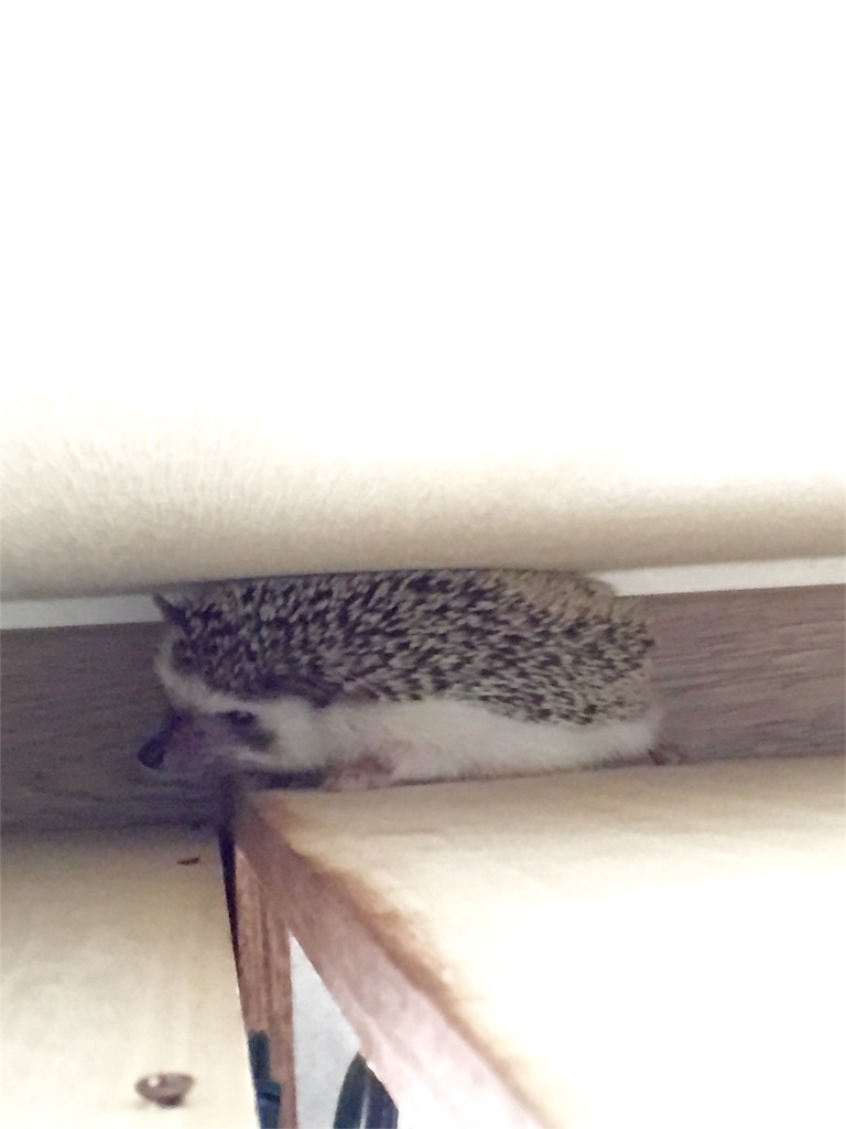 f:id:poteharibo:20160507185545j:image f:id:poteharibo:20160507185545j:image