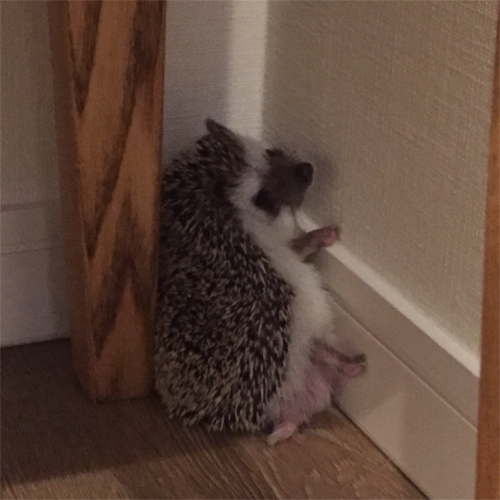 f:id:poteharibo:20160605123521j:image f:id:poteharibo:20160605123521j:image