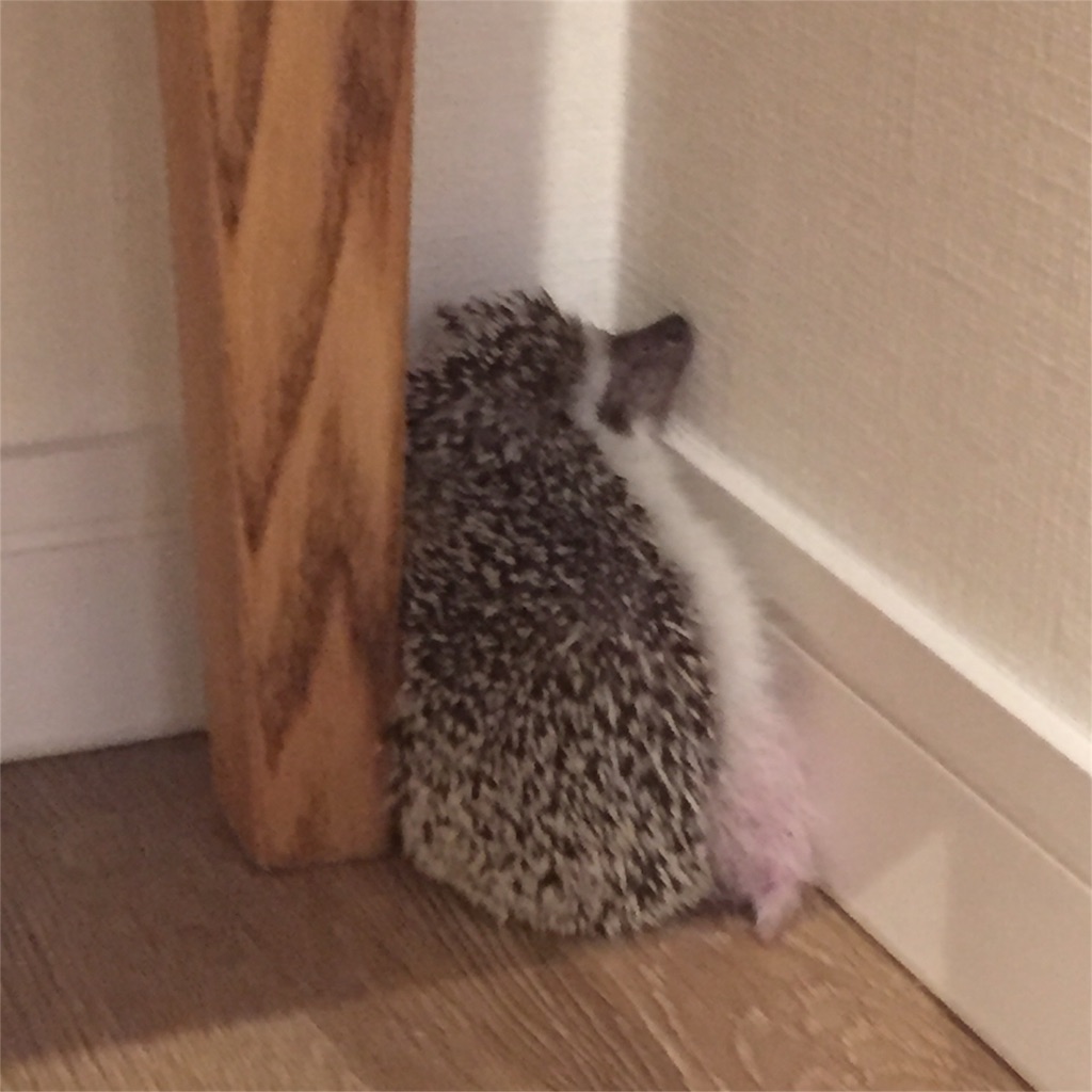 f:id:poteharibo:20160605123646j:image f:id:poteharibo:20160605123646j:image