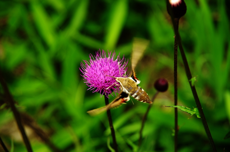 f:id:pottering_potarin:20130804110221j:plain f:id:pottering_potarin:20130804110221j:plain