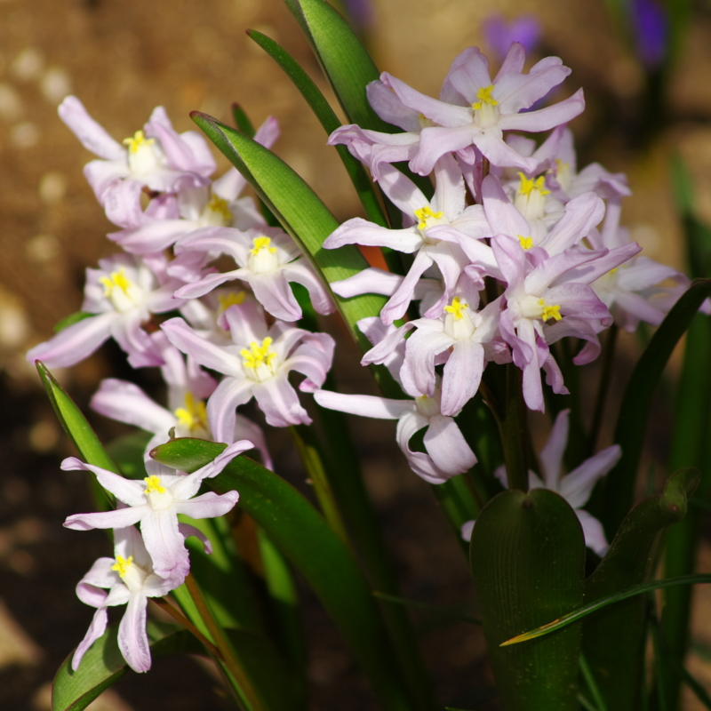 f:id:pottering_potarin:20140329092033j:plain f:id:pottering_potarin:20140329092033j:plain