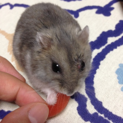 f:id:ppppyokoooo:20150729202157j:image f:id:ppppyokoooo:20150729202157j:image