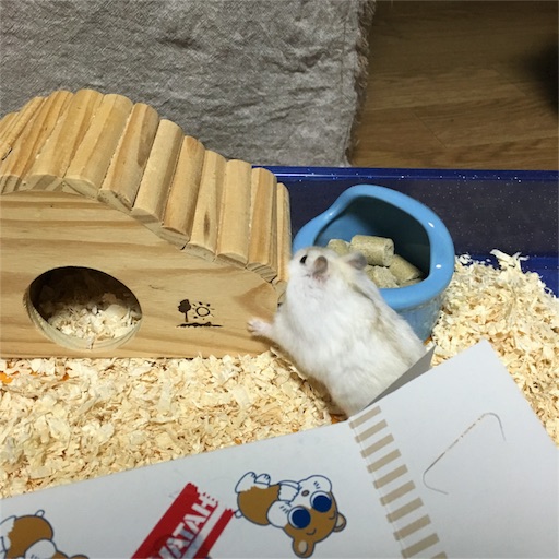 f:id:ppppyokoooo:20160520132225j:image f:id:ppppyokoooo:20160520132225j:image