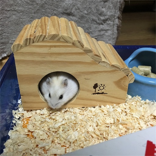 f:id:ppppyokoooo:20160520132303j:image f:id:ppppyokoooo:20160520132303j:image