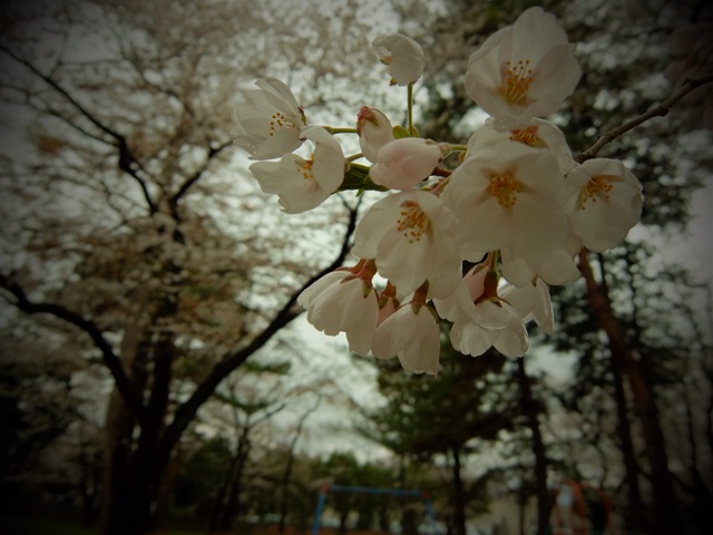 f:id:promenade39:20150415233029j:plain f:id:promenade39:20150415233029j:plain