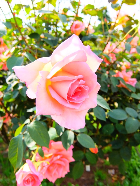f:id:promenade39:20150512230911j:image f:id:promenade39:20150512230911j:image