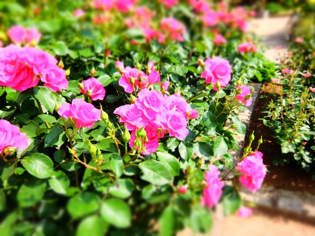 f:id:promenade39:20150512230925j:image f:id:promenade39:20150512230925j:image