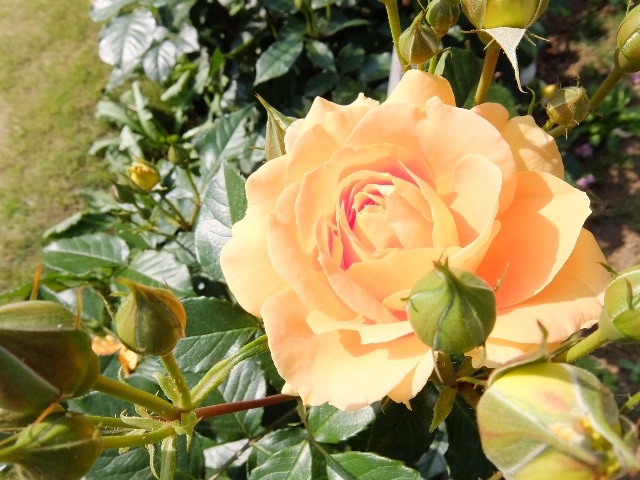 f:id:promenade39:20150512230953j:image f:id:promenade39:20150512230953j:image