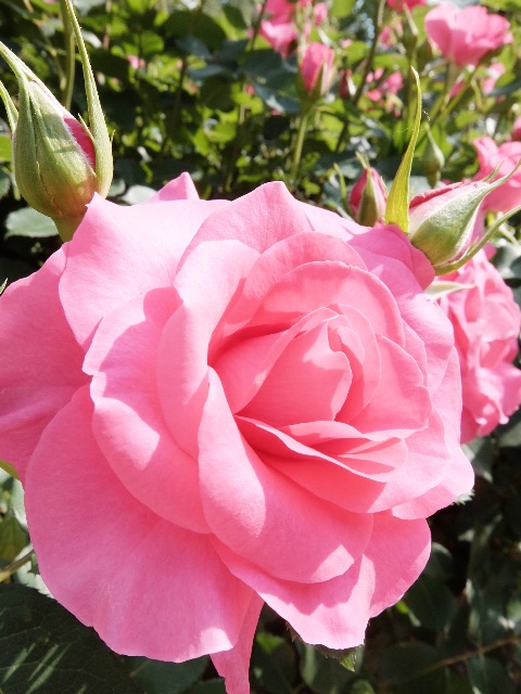 f:id:promenade39:20150515203347j:image f:id:promenade39:20150515203347j:image
