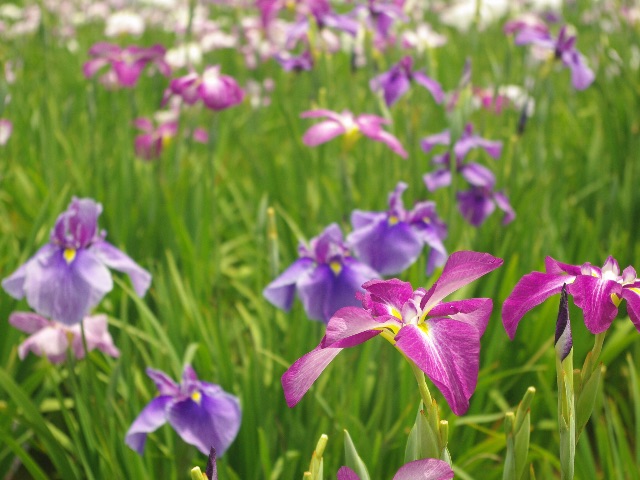 f:id:promenade39:20150613165910j:image f:id:promenade39:20150613165910j:image